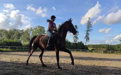 Sport Horse (min. na poziomie BOJ)